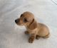 Dachshund Puppies for sale in Phoenix, AZ 85043, USA. price: $750