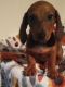 Dachshund Puppies for sale in Riverside, CA, USA. price: $950