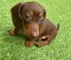 Dachshund Puppies for sale in Strongsville, OH, USA. price: NA