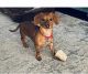 Dachshund Puppies for sale in Brunswick, GA, USA. price: $800