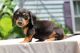 Dachshund Puppies for sale in Albuquerque, NM 87123, USA. price: $500