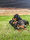 Dachshund Puppies for sale in Chicago, IL, USA. price: NA