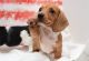 Dachshund Puppies for sale in Charleston, WV, USA. price: $500