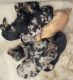 Dachshund Puppies for sale in Miami Beach, FL, USA. price: NA