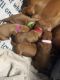 Dachshund Puppies for sale in 7283 N 400 E, Wheatfield, IN 46392, USA. price: $700