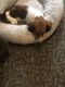 Dachshund Puppies for sale in Cincinnati, OH, USA. price: NA