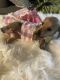 Dachshund Puppies for sale in Oacoma, SD, USA. price: NA
