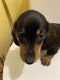 Dachshund Puppies for sale in Pikeville, KY 41501, USA. price: NA