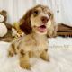 Dachshund Puppies for sale in Astoria, Queens, NY, USA. price: $3,800