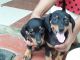 Dachshund Puppies for sale in Pandalam, Kerala, India. price: 6000 INR
