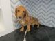 Dachshund Puppies for sale in Beaumont, TX, USA. price: $500