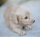 Dachshund Puppies for sale in Charlotte, NC 28273, USA. price: $850