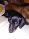 Dachshund Puppies for sale in Front Royal, VA 22630, USA. price: $600