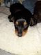 Dachshund Puppies for sale in Cowden, IL 62422, USA. price: $1,000
