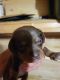 Dachshund Puppies for sale in Ballard, WV 24918, USA. price: $600