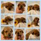 Dachshund Puppies for sale in Spout Spring, VA 24593, USA. price: $1,000