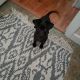 Dachshund Puppies for sale in Vancouver, WA, USA. price: NA