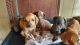 Dachshund Puppies for sale in Trinity, TX 75862, USA. price: NA