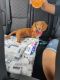 Dachshund Puppies for sale in Kissimmee, FL 34741, USA. price: NA