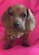 Dachshund Puppies for sale in Riverside, CA, USA. price: $1,000