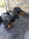 Dachshund Puppies for sale in Gopala Gowda Extension, Shivamogga, Karnataka 577205, India. price: 5000 INR