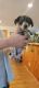 Dachshund Puppies for sale in Dinwiddie, VA 23841, USA. price: $500