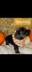 Dachshund Puppies for sale in Akron, OH, USA. price: $975