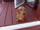 Dachshund Puppies for sale in Pass Christian, MS, USA. price: NA