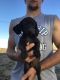 Dachshund Puppies for sale in Byers, CO 80103, USA. price: NA