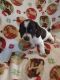 Dachshund Puppies for sale in Central Point, OR, USA. price: NA