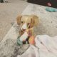 Dachshund Puppies for sale in Spring Hill, FL 34608, USA. price: NA