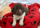 Dachshund Puppies for sale in Barnwell, SC 29812, USA. price: $1,500