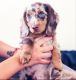 Dachshund Puppies for sale in FAIR OAKS, TX 78006, USA. price: $350