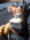 Dachshund Puppies for sale in Tulsa, OK, USA. price: NA