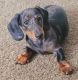 Dachshund Puppies for sale in Lewiston, ID 83501, USA. price: $900