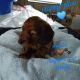 Dachshund Puppies for sale in Elk Creek, CA, USA. price: NA