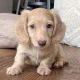 Dachshund Puppies for sale in Columbus, OH, USA. price: $700