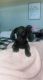 Dachshund Puppies for sale in Fredericksburg, TX 78624, USA. price: NA