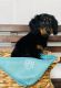 Dachshund Puppies for sale in Cincinnati, OH, USA. price: NA
