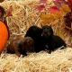 Dachshund Puppies for sale in Knoxville, TN, USA. price: $800