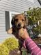 Dachshund Puppies for sale in Troy, IL, USA. price: NA