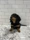 Dachshund Puppies for sale in Sugar Land, TX, USA. price: NA
