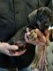 Dachshund Puppies for sale in Addieville, IL 62214, USA. price: $800