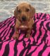 Dachshund Puppies for sale in Riverside, CA, USA. price: $900