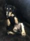 Dachshund Puppies for sale in Orlando, FL, USA. price: $2,000