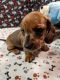 Dachshund Puppies for sale in Defuniak Springs, FL, USA. price: $1,500
