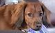 Dachshund Puppies for sale in 3380 Ashwood Cir, Colorado Springs, CO 80906, USA. price: NA