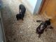 Dachshund Puppies for sale in Zamin Pallavaram, Tirumurugan Nagar, Pallavaram, Chennai, Tamil Nadu 600043, India. price: 6000 INR