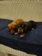 Dachshund Puppies for sale in Yukon, PA, USA. price: NA
