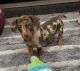 Dachshund Puppies for sale in Sebastian, FL 32958, USA. price: NA